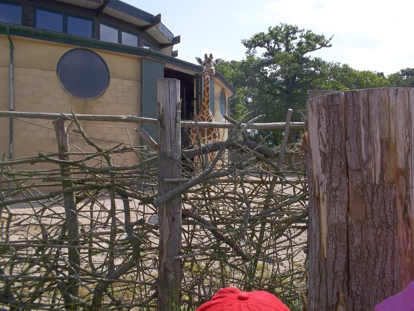 Image of Foundation visit Marwell Zoo